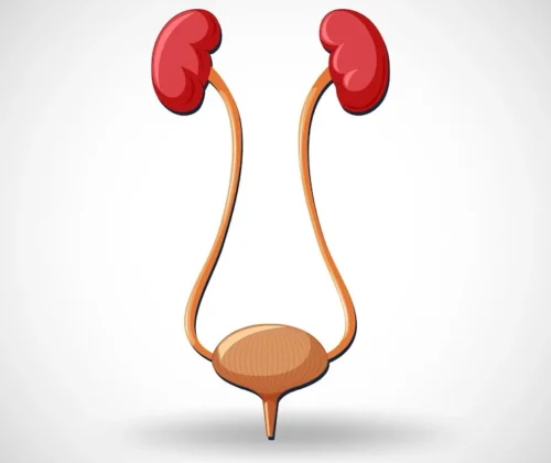 human-internal-organ-with-kidneys-bladder_1308-109640